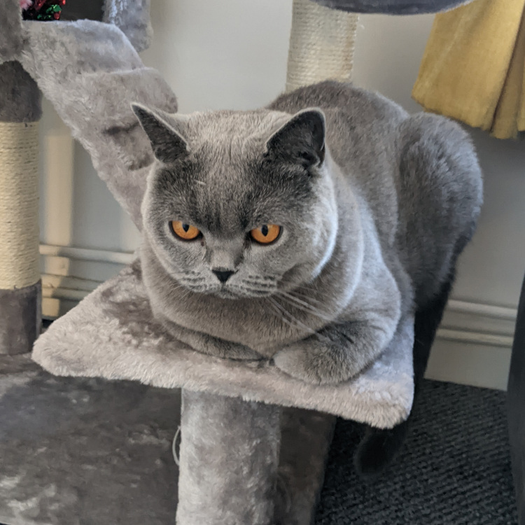 a picture of a british shot hair cat sat in a cat tree