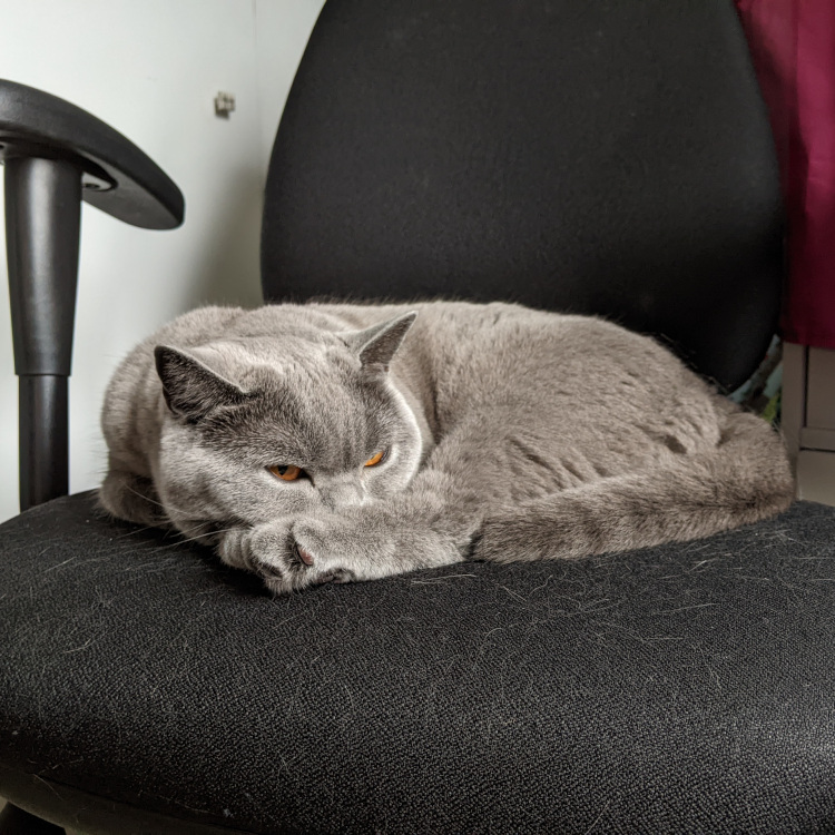 a picture of a british shorthair curled up on my chair