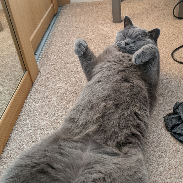 a picture of a british shorthair on their back exposing their fluffy belly