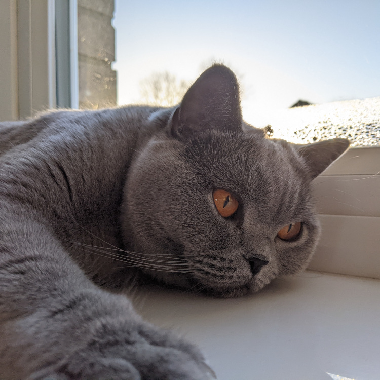 a picture of a british shorthair on a windowsill back lit by a sunset